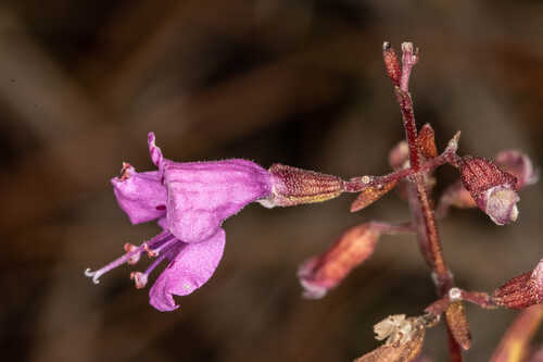 Dicerandra linearifolia var. robustior #1